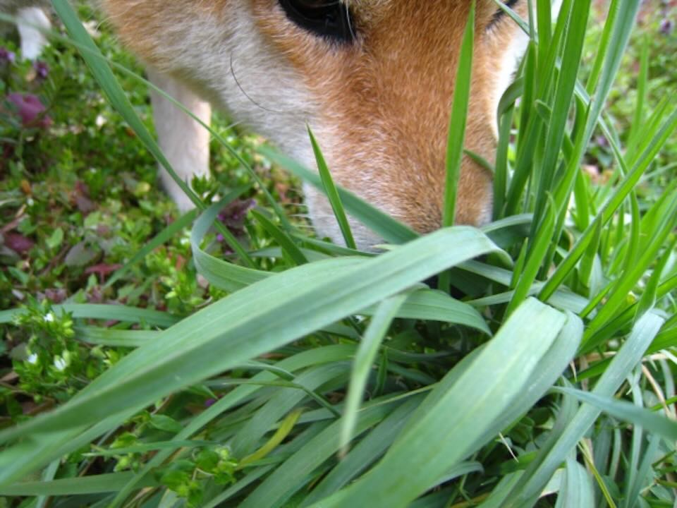 [ くらしネット神奈川：経験豊富な専門家集団 ] どうして犬は草を食べたがる時があるの