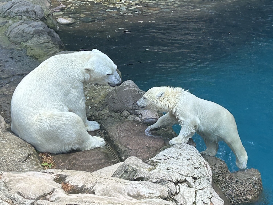 knk_post_大人になったからこそ動物園_03
